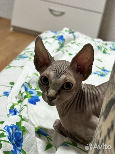 Канадский сфинкс. Котенок девочка