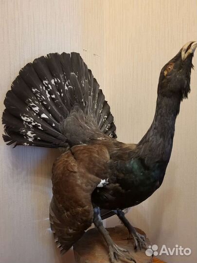 Чучело глухаря