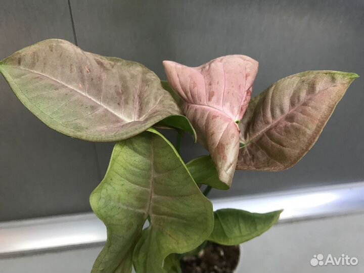 Сингониум, Пинк Спот, Австралия