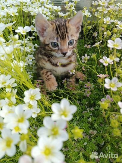 Бенгальская кошка