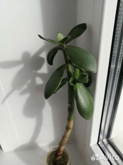 Толстянка, красула, денежное дерево