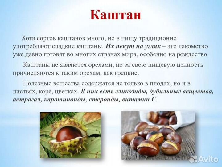 Каштан съедобный Урожай 2023