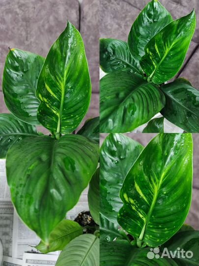 Спатифиллумы сортовые