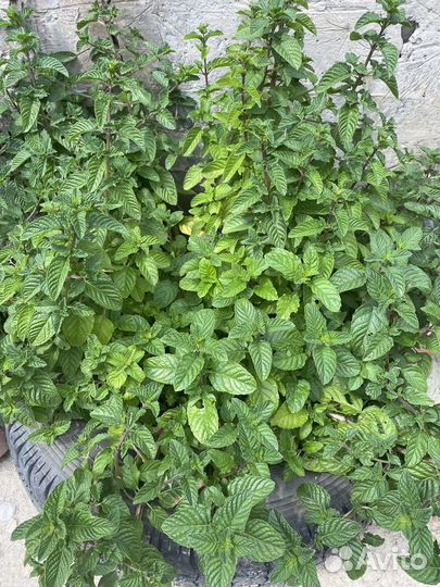 Мяты (ананас, апельсин, смородина)