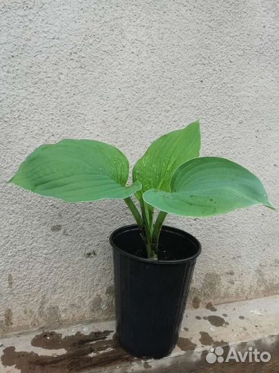 Хоста растение, цена разная