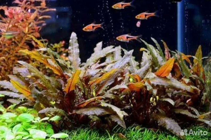 Аквариумные растения криптокорина коричневая венда
