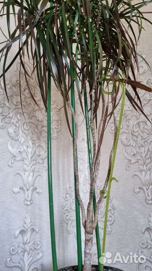 Пальма драцена