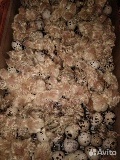 Перепелки и инкубационное яйцо