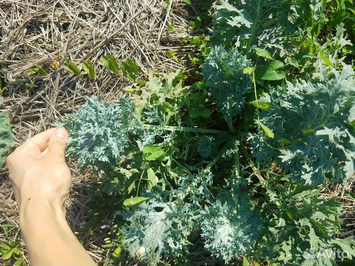 Семена листовой капусты Кейл(Кале) Органик