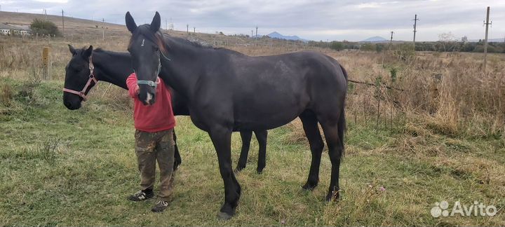 Кобыла и жеребец