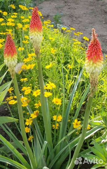 Бадан, пион, живучки, осока, флокс, ирисы