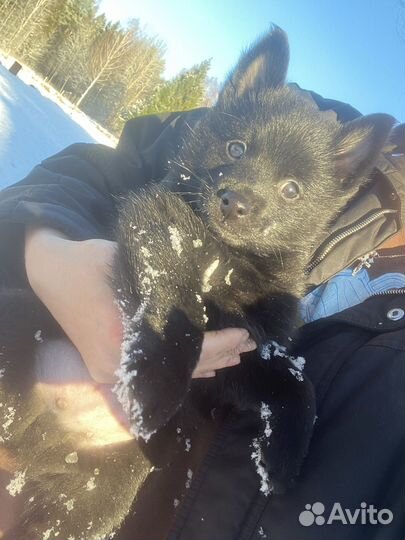 Чистокровные Шипперке