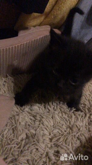 Котик в добрые руки
