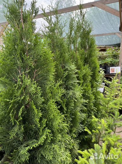 Саженцы туи Нижневартовск, Туя