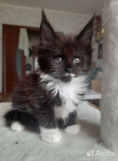 Котята мейн-кун