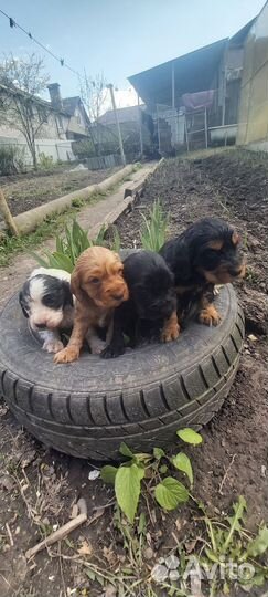 Русский спаниель