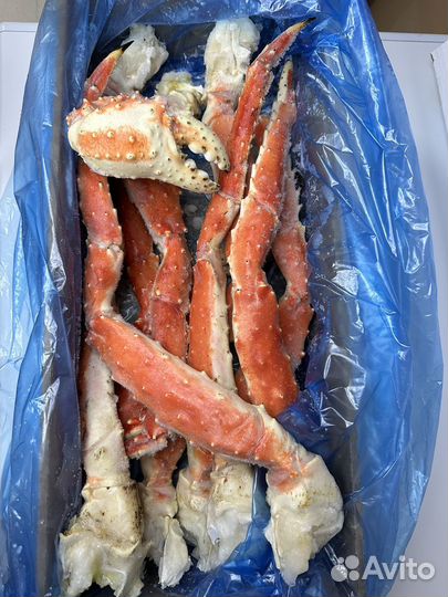 Клешни камчатского краба L3-L4