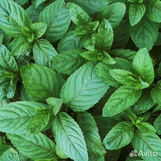 Лист мята, Мелиса, малина, и саженцы