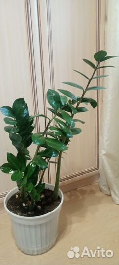 Замиокулькас