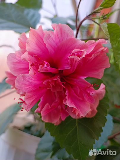 Гибискус комнатный