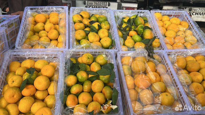 Мандарин Сладкий Свежий Доставка