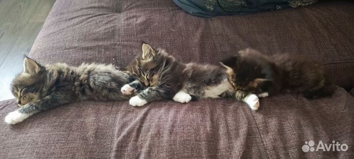 Котята мейкуны