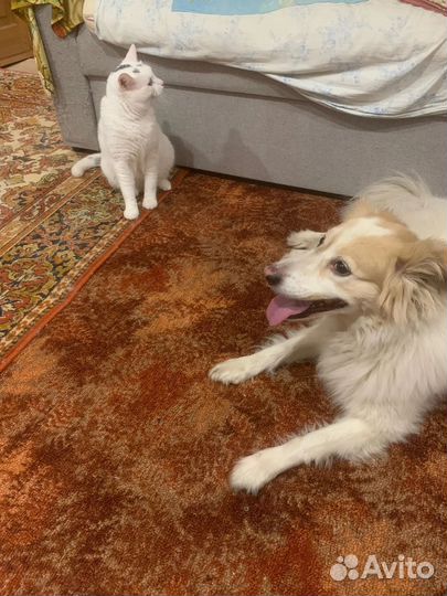 Собака в добрые руки