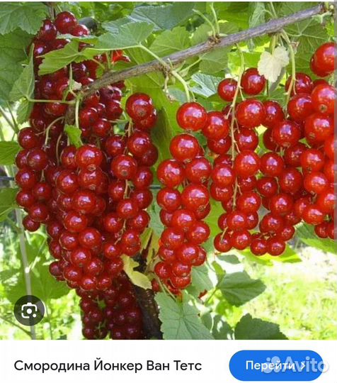 Смородина красная белая черная. Кусты двухлетки