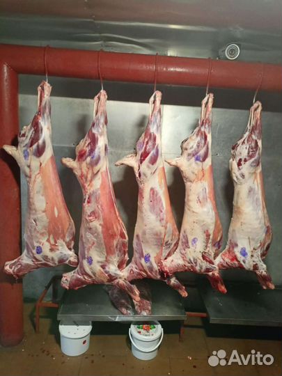 Молодая баранина