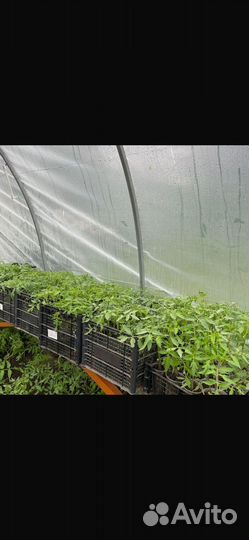 Рассада помидор, огурцы клубники,перец,чай мята