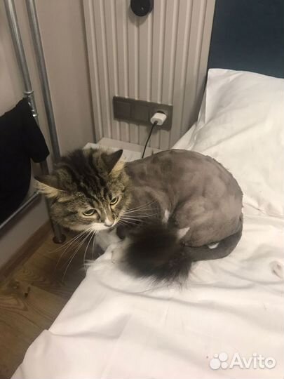 Стрижка кошек и котов