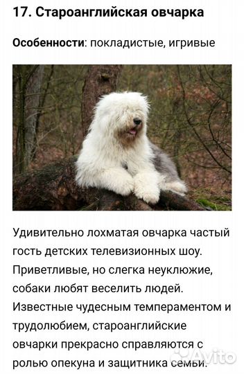 Микс пуделя и кокер спаниеля