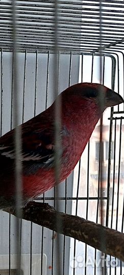 Лесные птицы