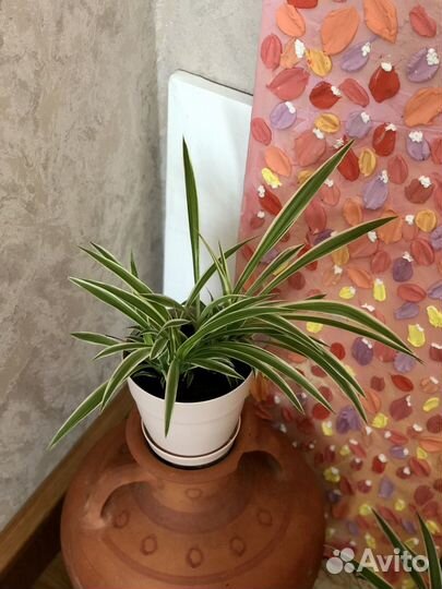 Хлорофитум