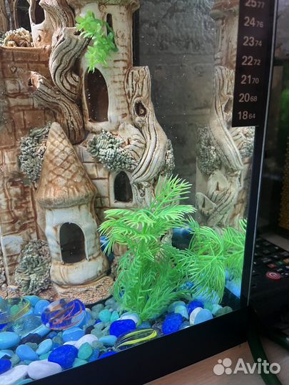 Содержимое аквариума