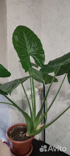 Алоказия 90см