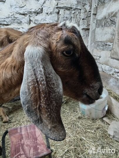 Дойные нубийские козы