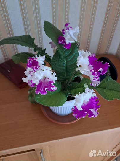 Стрептокарпус