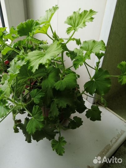 Пеларгония герань