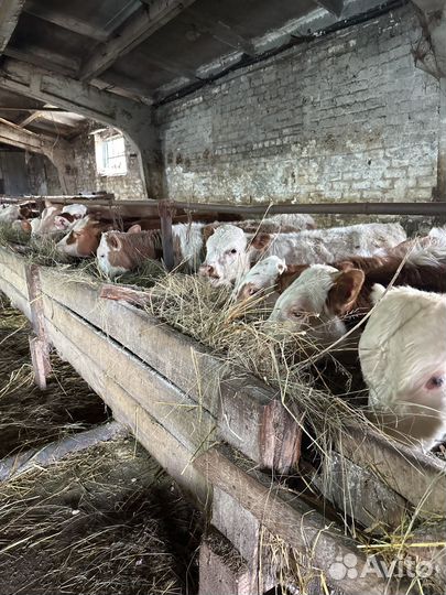 Бычкителята