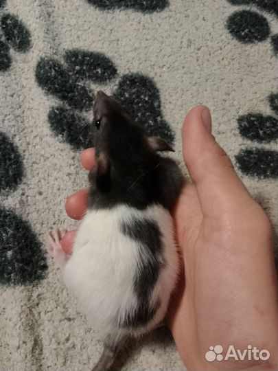 Крыса дамбо