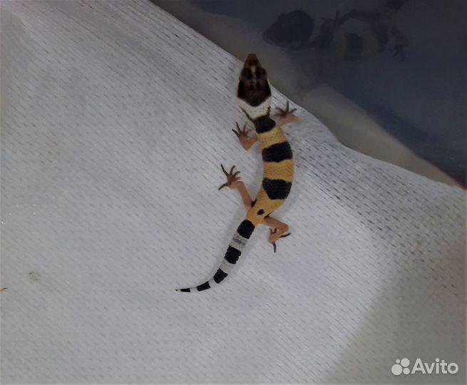 Геккон эублефар