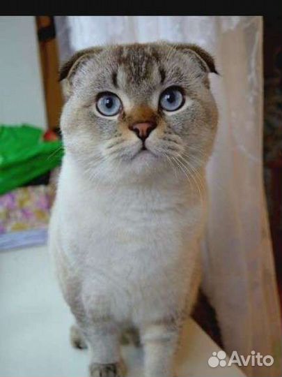 Кот для вязки