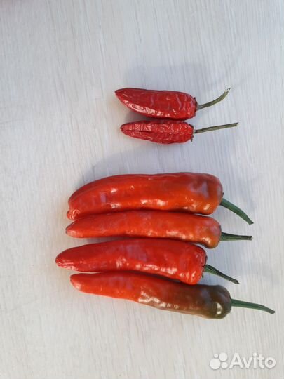 Комнатный острый болгарский перец