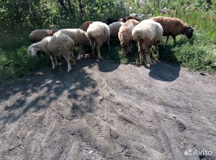 Овцы,бараны, ярки