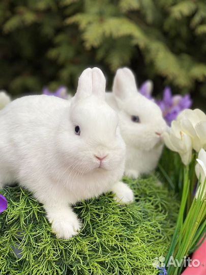 Гермелины чистопородные