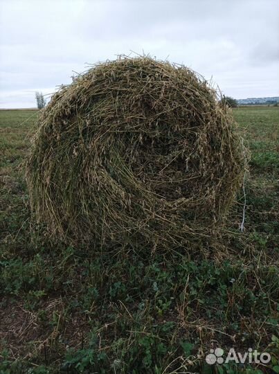 Люцерна в рулонах