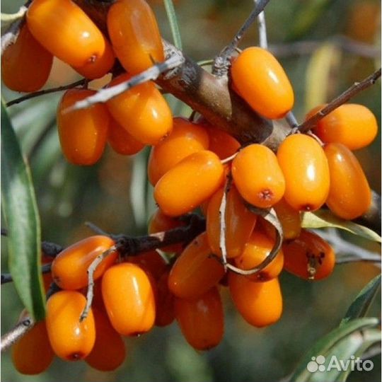 Облепиха крупная