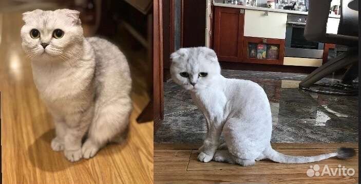 Стрижка кошек и котов без наркоза