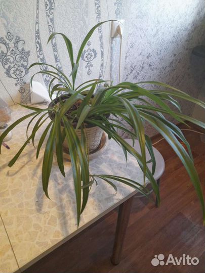 Хлорофитум